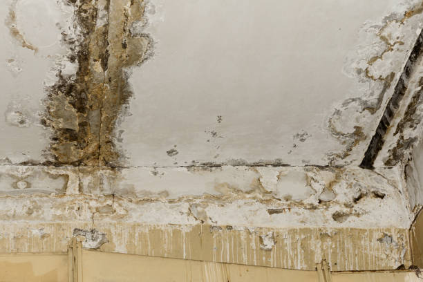 Best Post-Construction Mold Inspection  in Cheat Lake, WV