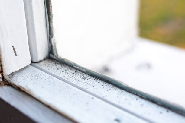 Best Commercial Mold Inspection  in Cheat Lake, WV