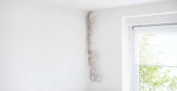 Dehumidification Services in Cheat Lake, WV