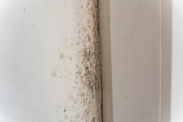 Trusted Cheat Lake, WV Mold Removal Experts